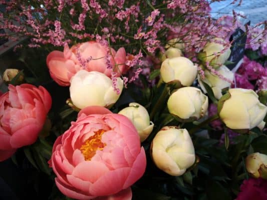 芍薬の魅力① 4 IMG 20230427 114741