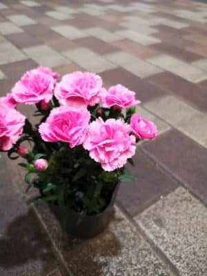 鉢物のカーネーション🌷 2 IMG 20230427 202646