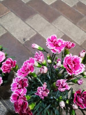 鉢物のカーネーション🌷 4 IMG 20230427 202658