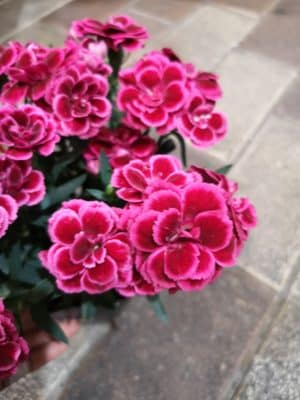 鉢物のカーネーション🌷 1 IMG 20230427 202709