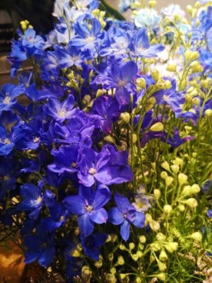デルフィニウムの魅力 1 IMG 20230428 131041