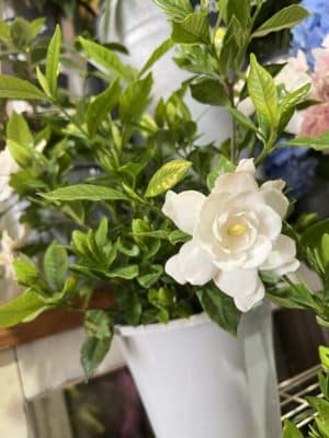 初夏の香り『クチナシ』 2 0722FEDB 5F9F 4A36 ABF5 A70A3EB34EED
