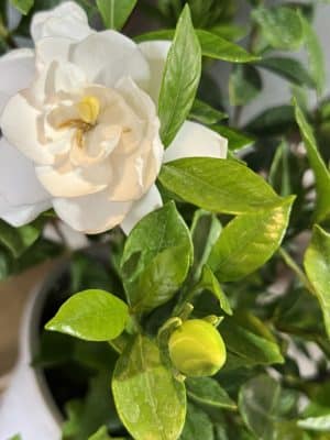 初夏の香り『クチナシ』 3 1D0007B6 F99B 404C B627 1DA6691D9CF0