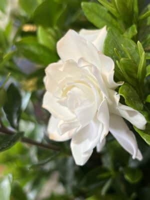 初夏の香り『クチナシ』 4 7A90AF76 7DD0 4A61 A66A 168E91DA6F75