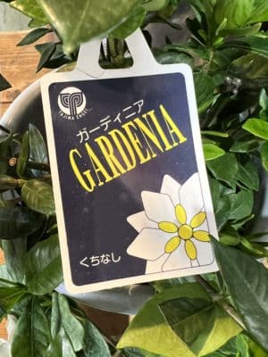 初夏の香り『クチナシ』 1 85C8F0B6 29D8 4F5D 9D50 697A1437A78D