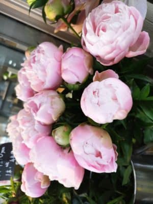 芍薬フェア開催中 1 IMG 20230530 150639