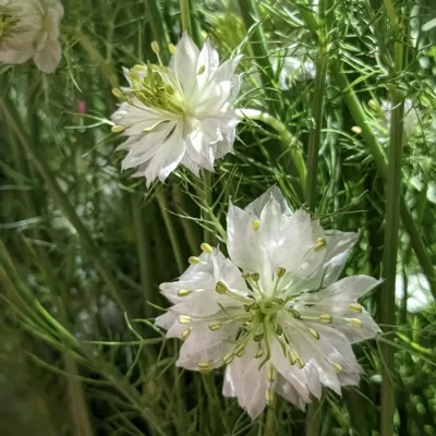ニゲラのご紹介 1 IMG 20230611 124231 942