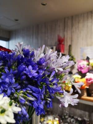 アガパンサスの魅力 1 IMG 20230718 090636
