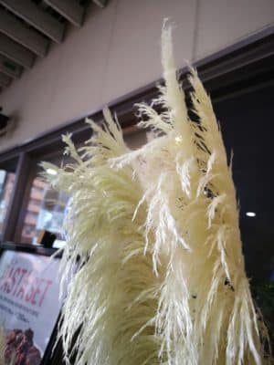 パンパスグラスが魅力的✨ 2 IMG 20230813 150502